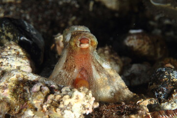 Behavior of the octopus in its marine environment in the ocean