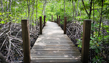 Wooden walkway and the mangrove forest. Natural path through the forest. Perspective view of wood pavement and wood post in the evening.
