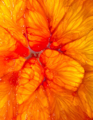 Closeup of citrus fruit. Citrus background