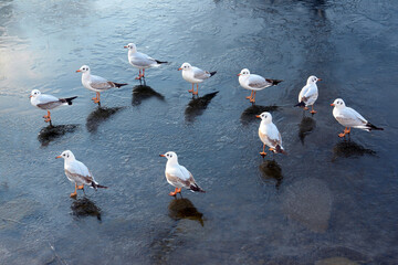 Seagulls on a frozen lake