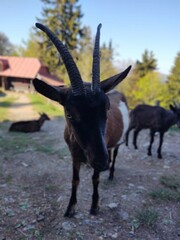 Naklejka na ściany i meble Goat animals on the farm od in the nature. Slovakia