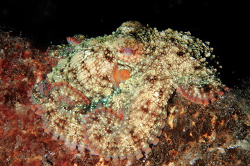 Fototapeta na wymiar Behavior of the octopus in its marine environment in the ocean