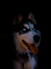 portrait of a black dog