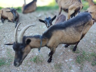 Goat animals on the farm od in the nature. Slovakia