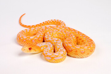 Obraz premium Albino - Pine snake, bullsnake // Nördliche Kiefernnatter, Bullennatter (Pituophis melanoleucus melanoleucus)