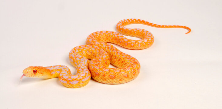 Albino - Pine snake, bullsnake // N&ouml;rdliche Kiefernnatter, Bullennatter (Pituophis melanoleucus melanoleucus)