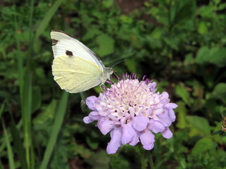 butterfly on flower