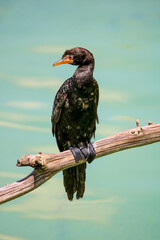 Reed Cormorant, South Africa