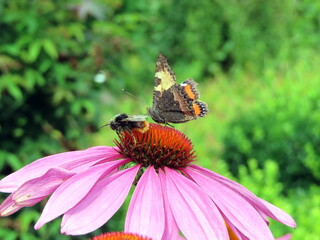 butterfly and a bee on echinacea