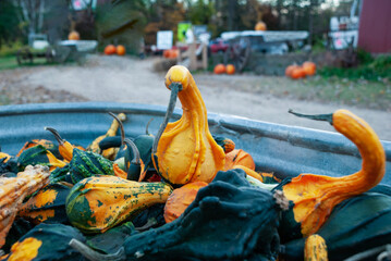 squash in a pile