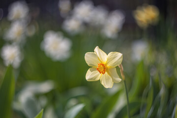 Spring flowers. Yellow daffodils (narcissus) with a yellow middle close-up on a blurry background with a place to copy the text.