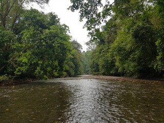 Fototapeta na wymiar Agujas River in the rainforest in the Osa Peninsula of Costa Rica