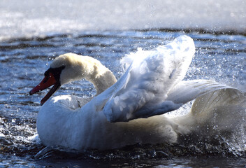Ärgerlicher Schwan im Winter