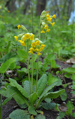 In spring, primrose (Primula veris) blooms in nature