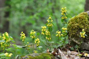 In spring, yellow deaf nettle (Lamium galeobdolon) blooms in the forest