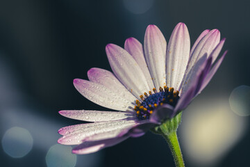 Cape daisy flower with dew drops