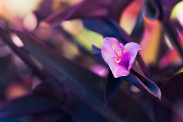 Purple man-love flowers (Tradescantia pallida) in the garden