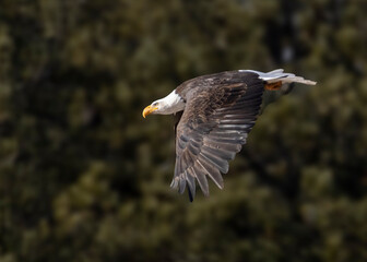 Bald Eagle in Eleven Mile Canyon