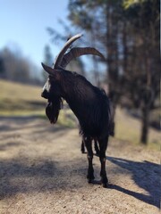 Goat animals on the farm od in the nature. Slovakia