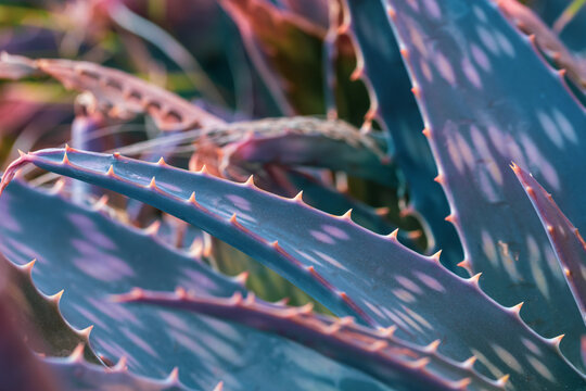 Detail of the spotted leaves of an Aloe maculata