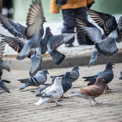 Fototapeta premium flock of pigeons