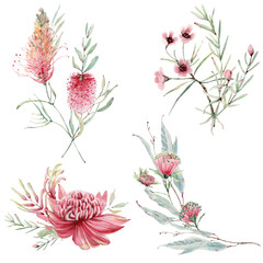 watercolor australian flowers set. - 484981800