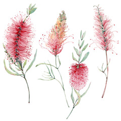 watercolor australian flowers set. - 484981801