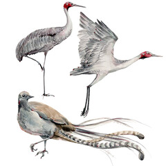 Australian lyre bird and brolgas watercolor illustration. - 484981804