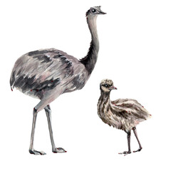 australian ostrich emu watercolor illustration. - 484981806