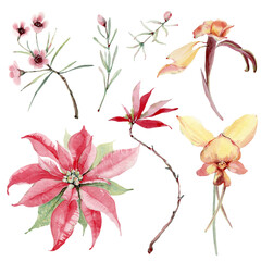 watercolor australian flowers set. - 484981807