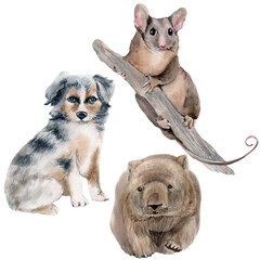 Fototapeta premium Watercolor Australian Shepherd puppy, wombat and Feathertail Glider Possum illustration.