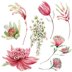 watercolor australian flowers set. - 484981811