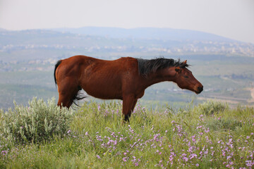 Brown horse stands on the field. Homemade animal. High quality photo
