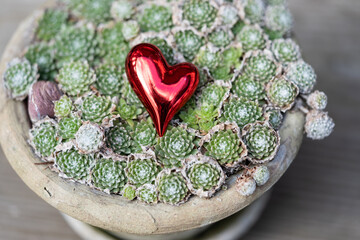 Red heart in green plants in pot. Succulent plants outdoor. For valentines day concept