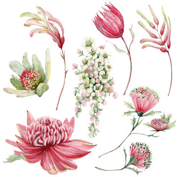 Watercolor Australian Flowers Set.