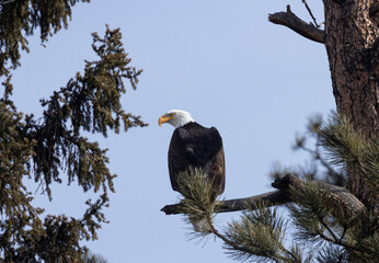 Bald Eagle in Eleven Mile Canyon