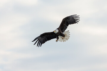 The bald eagle (Haliaeetus leucocephalus) in flight