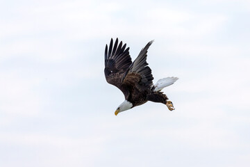 Obraz premium The bald eagle (Haliaeetus leucocephalus) in flight