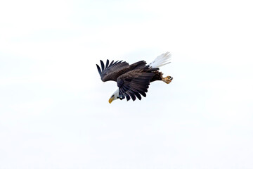The Bald eagle (Haliaeetus leucocephalus) in flight