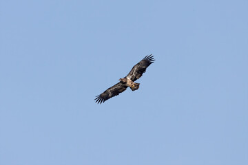 Young Bald eagle (Haliaeetus leucocephalus) in flight over lake Michigan