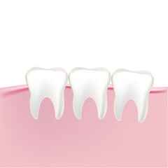 human teeth in the gum on a white background in vector