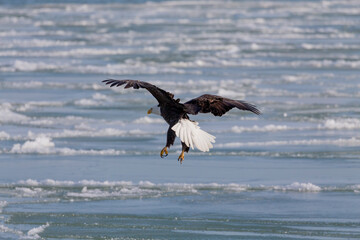 The Bald eagle (Haliaeetus leucocephalus) landing on a frozen lake