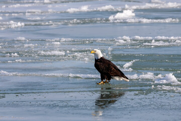 The Bald eagle (Haliaeetus leucocephalus)  on a frozen lake Michigan