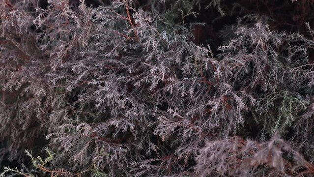 Evergreen shrub. Juniper species