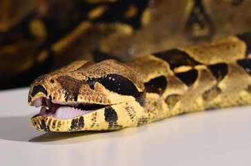 a dangerous boa constrictor