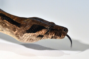 una serpiente boa constrictor