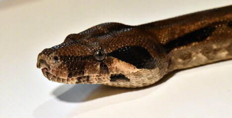 boa constrictor