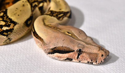 Obraz premium a dangerous boa constrictor