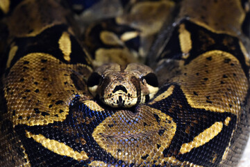 a dangerous boa constrictor
