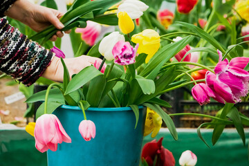 Woman florist makes bouquet of tulips. Hands hold multi-colored spring flowers.